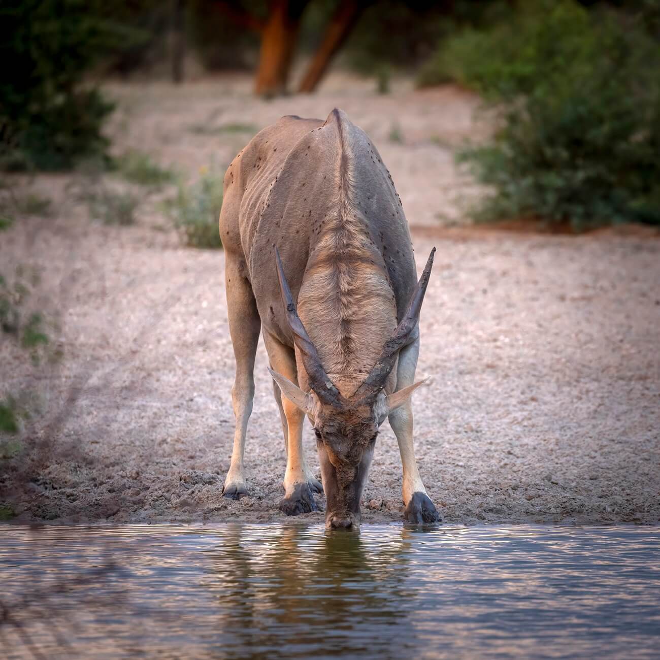 eland-drinking-african-waterhole-khamab An African antelope that's the size of a moose drinks from a waterhole at Khamab Kalahari reserve, highlighting its need for water even with its remarkable water conservation abilities.