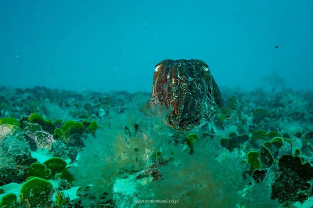 nurkowanie na cabo verde