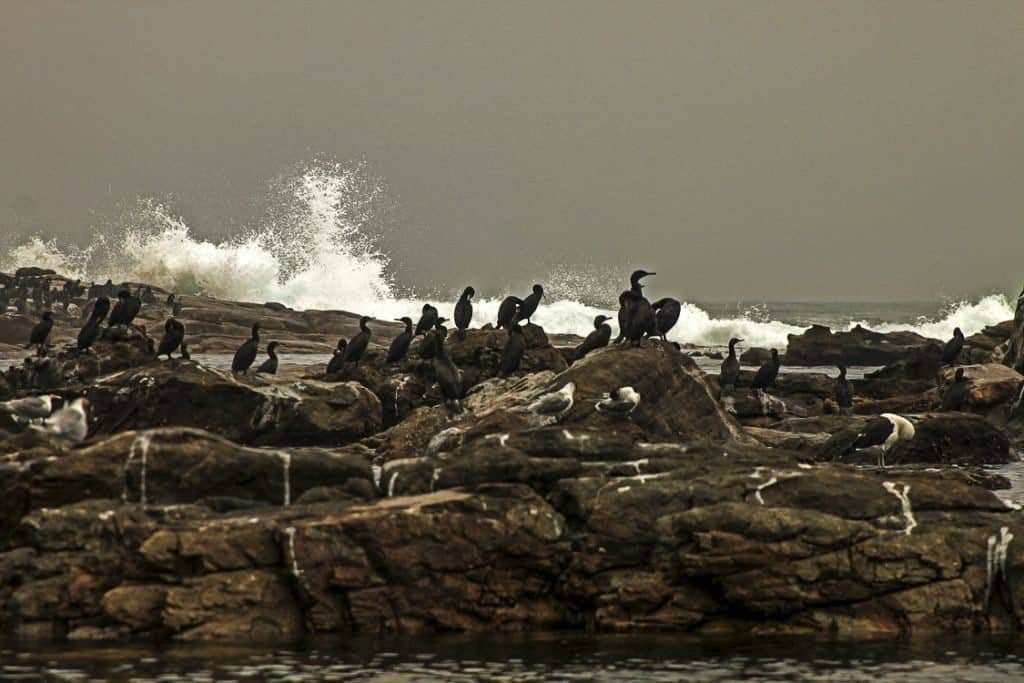 kormorany na przylądu dobrej nadziei