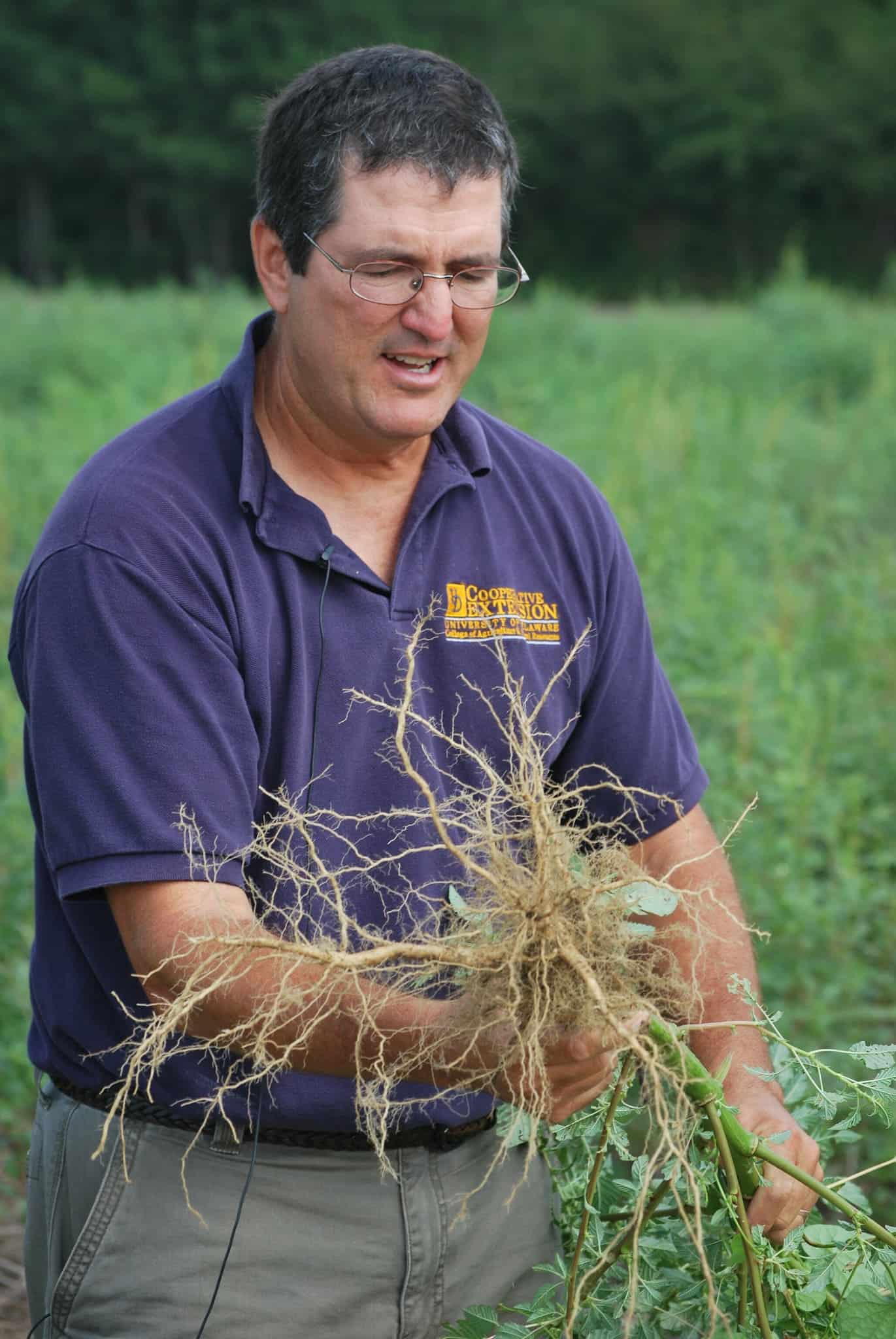 Weeds are pulled out by hands