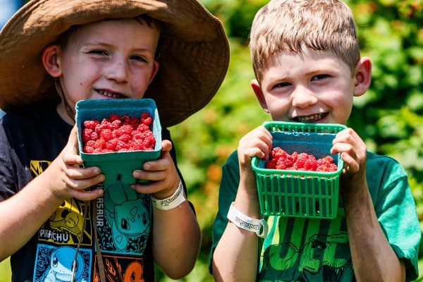 Young farmers holding raspberries at Kustermans Kids holding freshly picked raspberries at Kustermans Farm near London Ontario