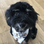 Happy client dog training reviews eden prairie – go anywhere dog®, eden prairie, mn, dog training
