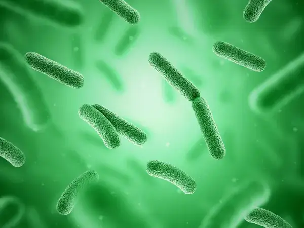 Repérer les signes de la présence de rongeurs, 4 indices qui ne trompent pas bactérie de la salmonelle