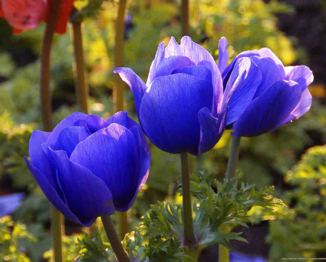 Botanic Gardens