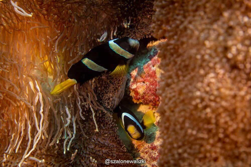 nurkowanie na thulusdoo