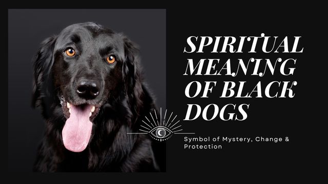 INCREDIBLE BLACK DOG SPIRITUAL MEANING 4 black dogs tie into behavior spiritually