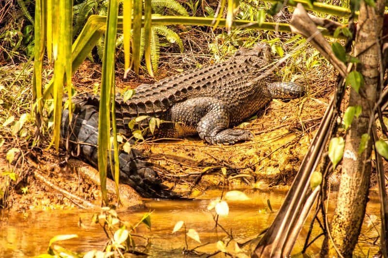 krokodyl na Palau