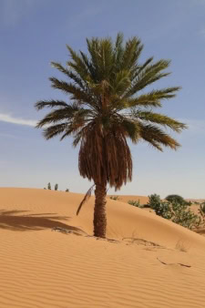 Mauritania Africa