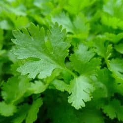 patrunjel parsley persil prezzemolo perejil Petersilie gokid legume ordonate alfabetic