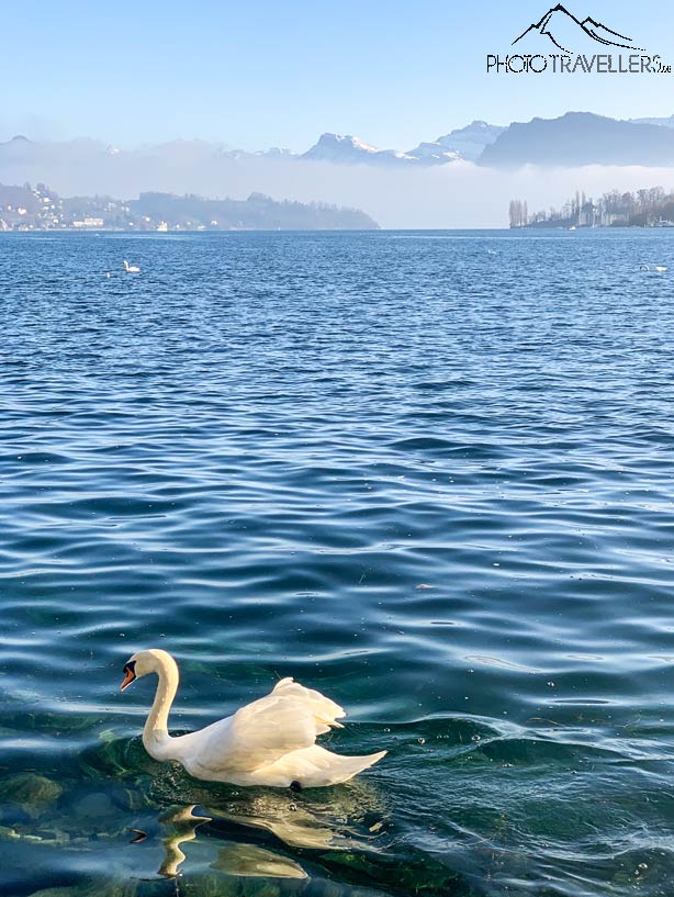 Der Vierwaldstättersee in Luzern