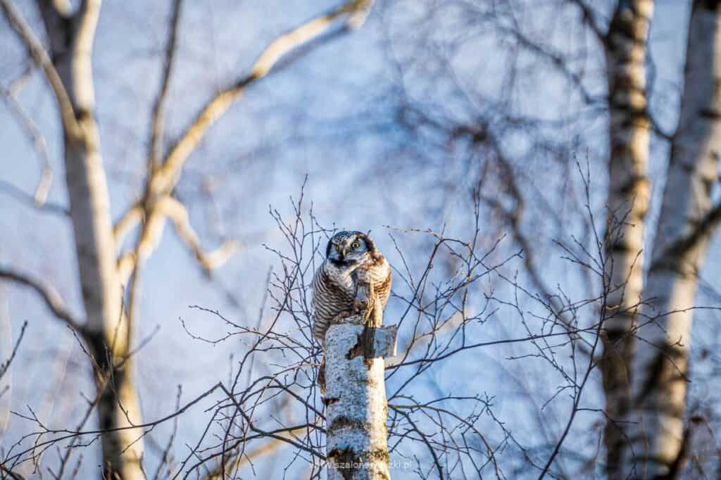 sowa jarzębata