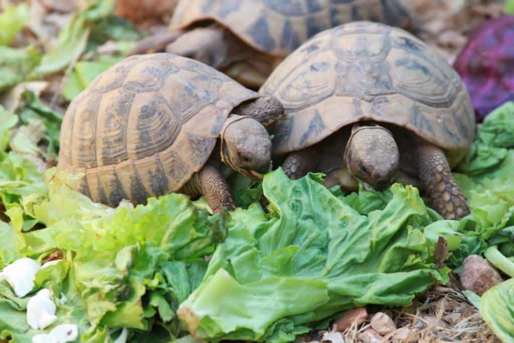 żółwie lądowe w chorwacji