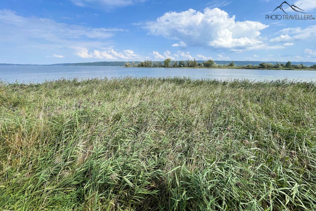 Die Landschaft in der Vogelfreistätte Ammersee-Südufer