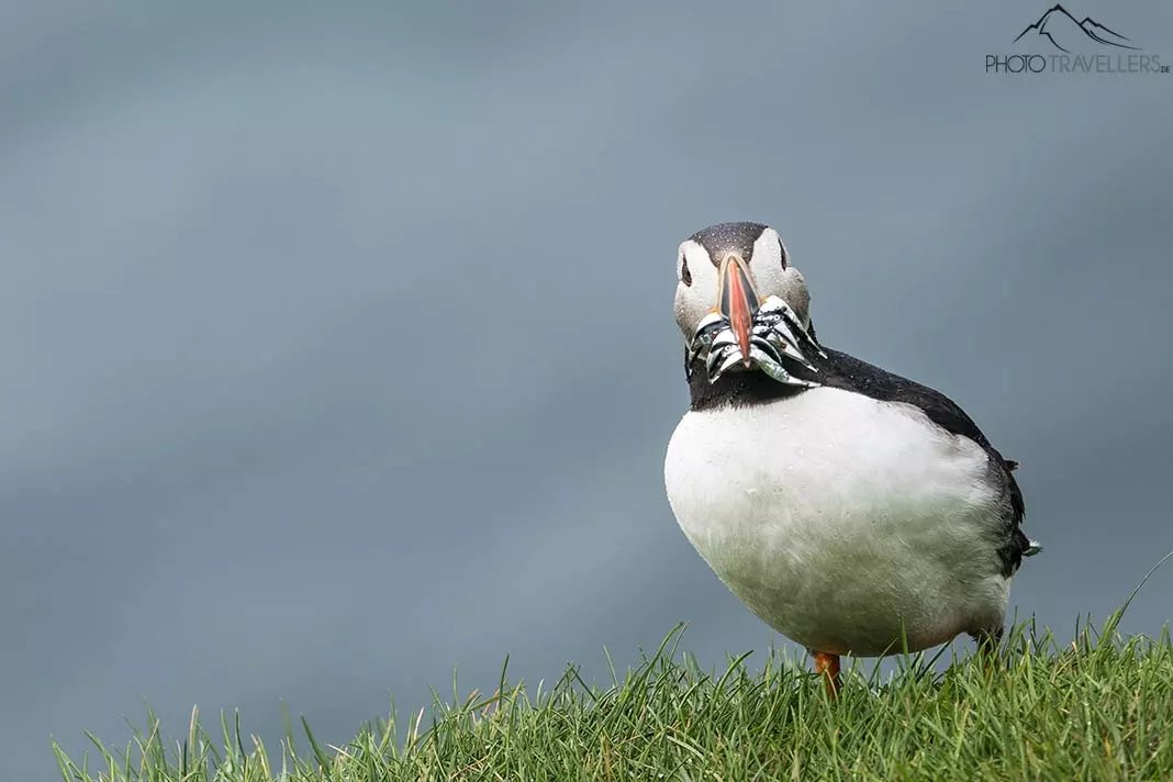 Ein Puffin mit Fischen im Schnabel in Island