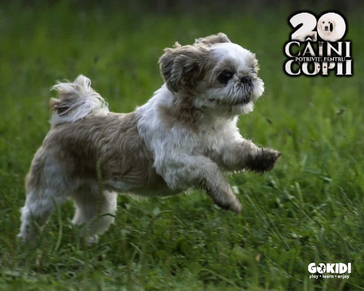 Shih Tzu caini pentru familii cu copii