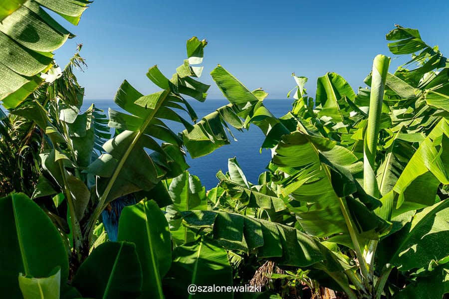 gdzie zjeść na maderze