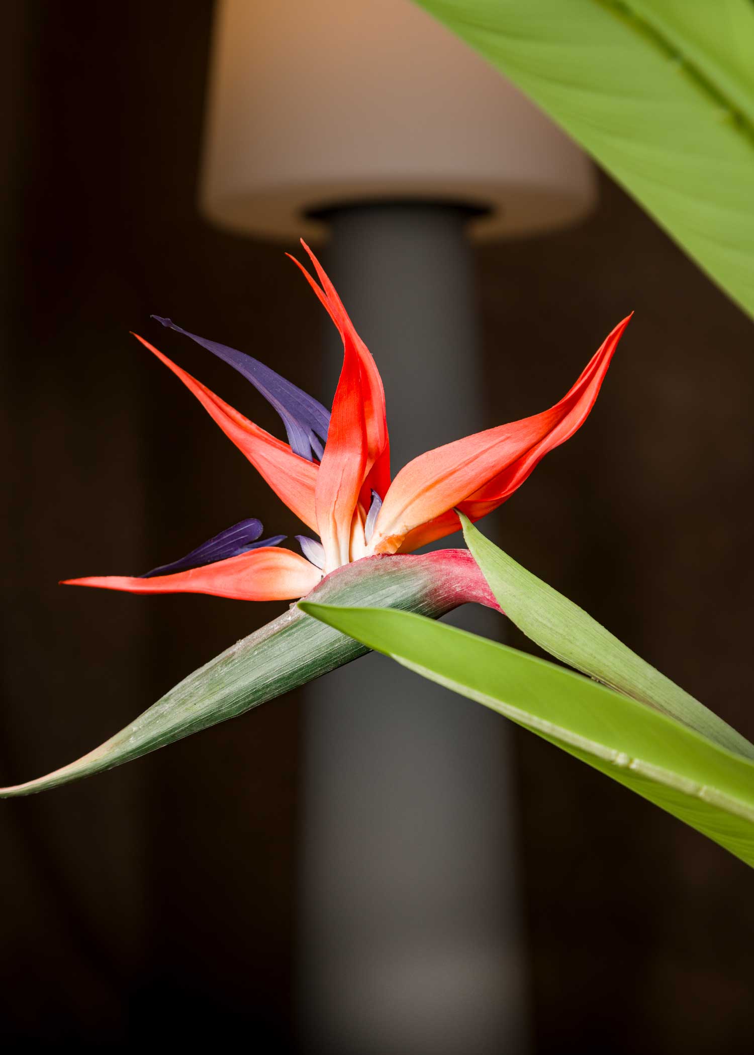 pianta-sterlizia-artificiale-media-fiore-dettaglio