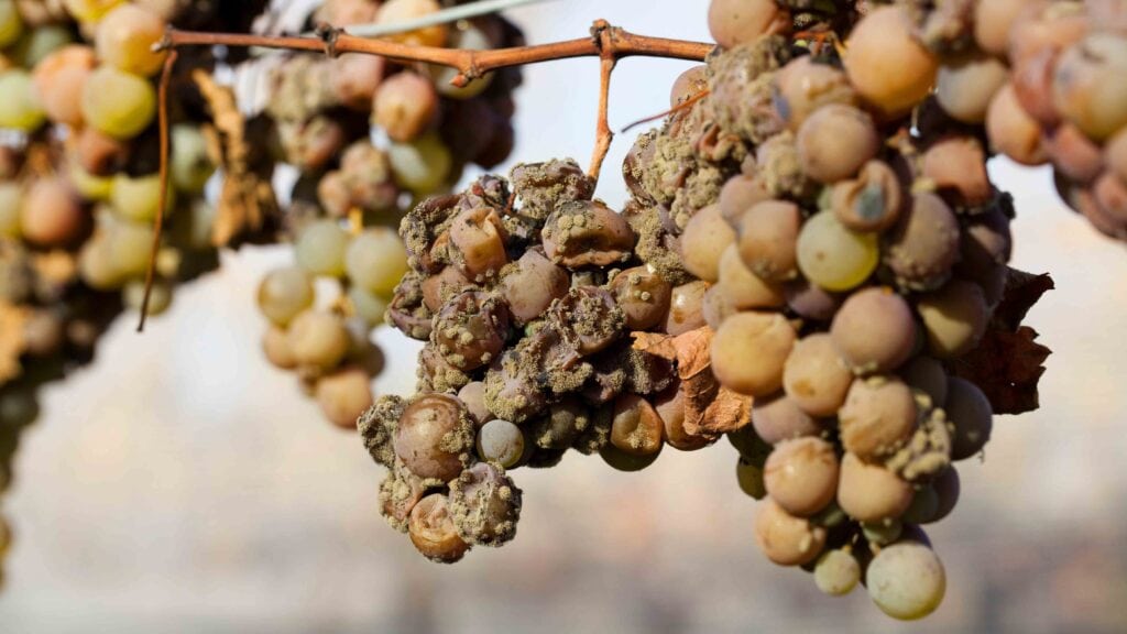 Ripe grapes for Zweigelt and sweet wine at Lake Neusiedl.