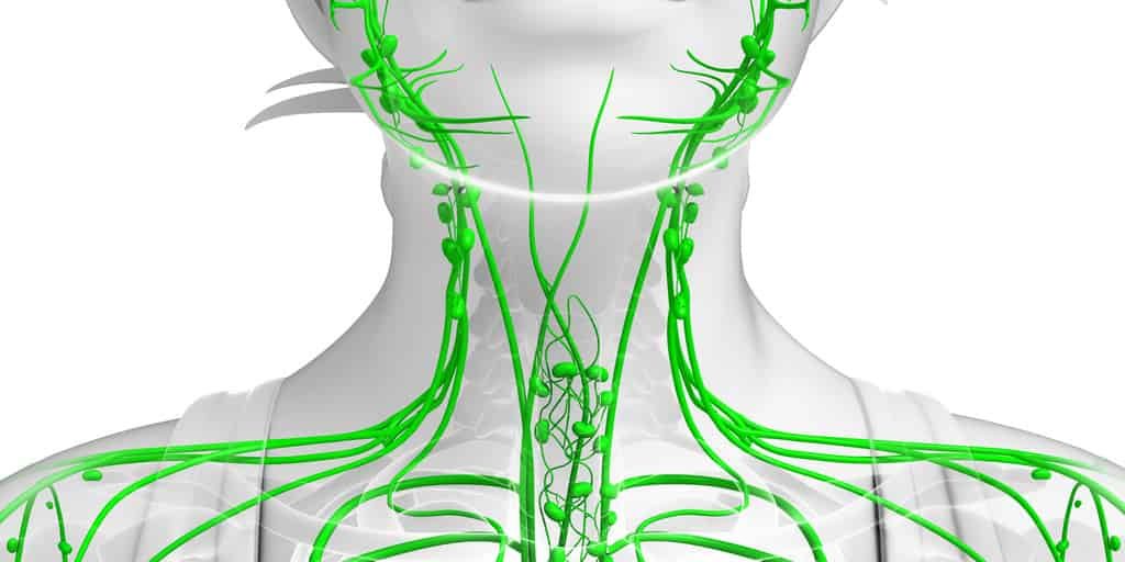 Lymphatic system of female body
