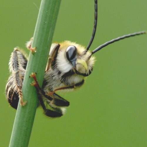 Lebensmittelsektor - Fit for Biodiversity