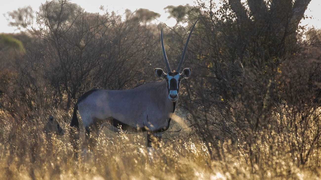 gemsbok at working with wildlife Female Gemsbok with a young calf behind her at Khamab Kalahari Reserve