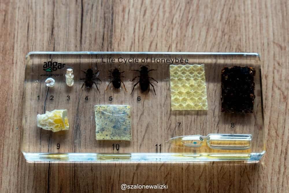 sieć dziedzictwa kulinarnego warmii i mazur