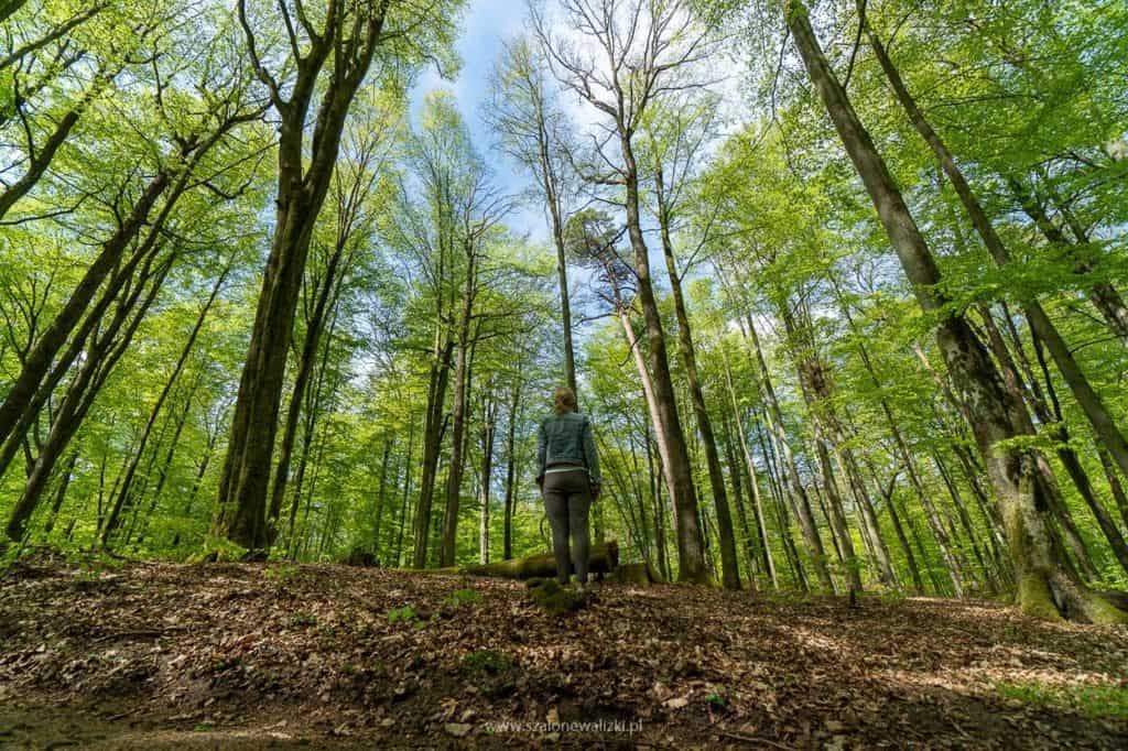Olsztyn i okolice Olsztyna