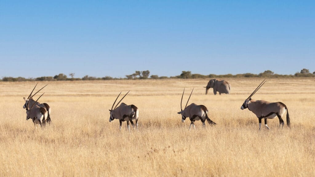 kalahari-oryx-elephant-landscape Oryx walking on Kalahari calcrete pan, elephant in the distance