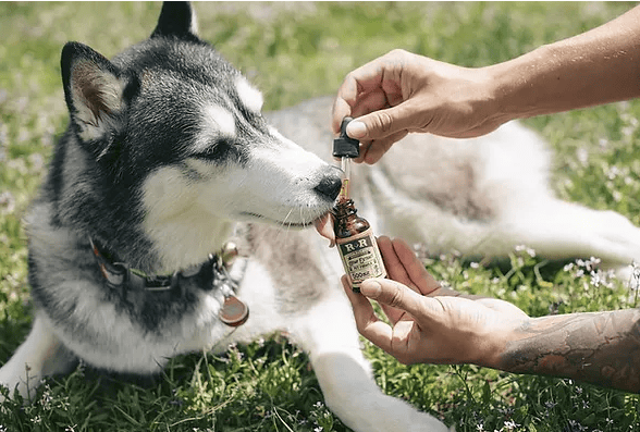 Husky receiving CBD oil
