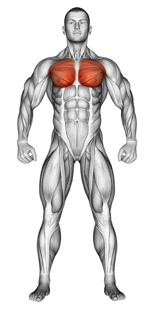 Anatomie Brust Muskelgruppen passende Übungen