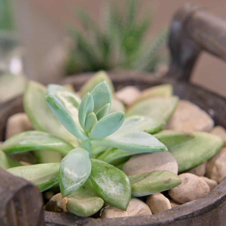 Succulent Closeup