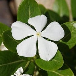 nasturel (brancuta) watercress cresson crescione berro Kresse gokid legume ordonate alfabetic