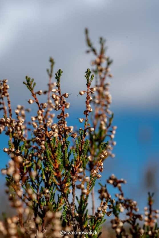 pojezierze pomorza zachodniego