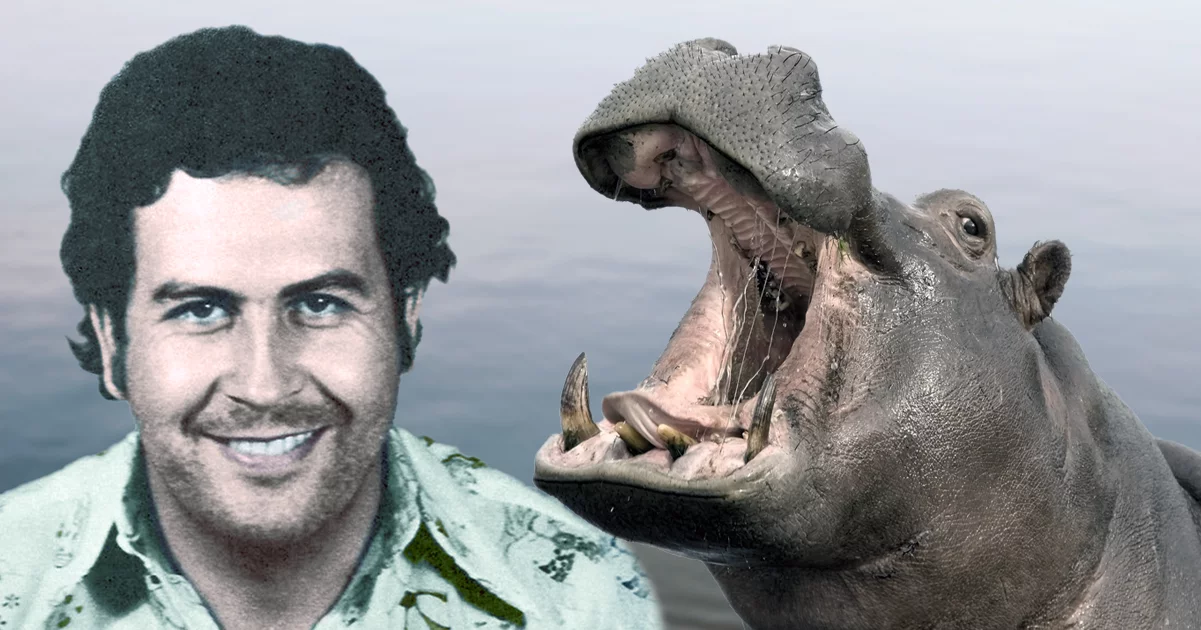 Netflix Is Developing A Movie About Pablo Escobarโs Cocaine Hippos