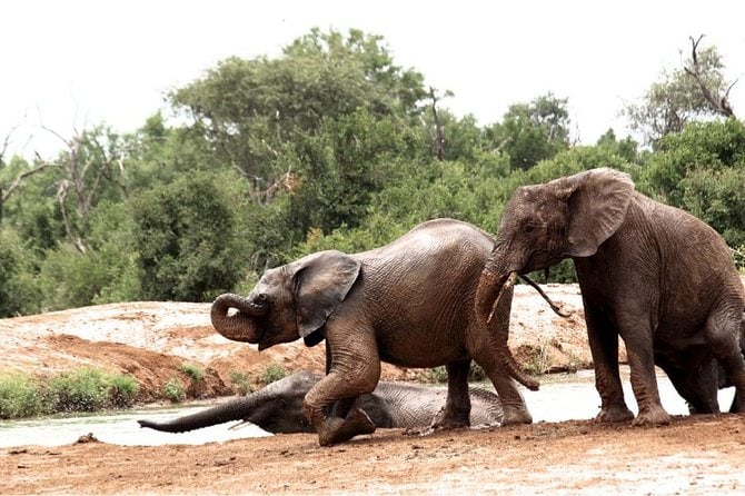 Get ready to have the best time of your life at the Hlane Royal National Park on a day trip with the best tour guides