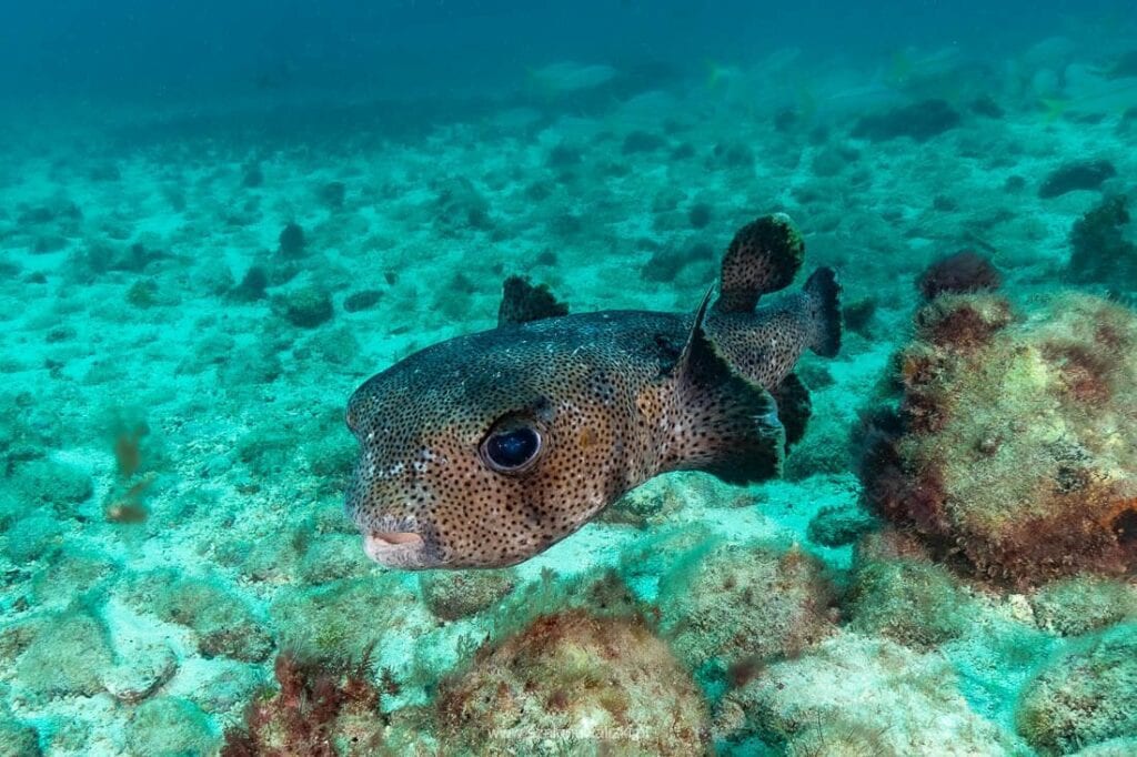 nurkowanie na cabo verde