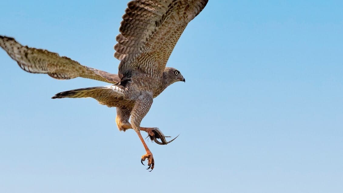 pale-chanting-goshawk-with-meal Pale Chanting Goshawk carries away its prey