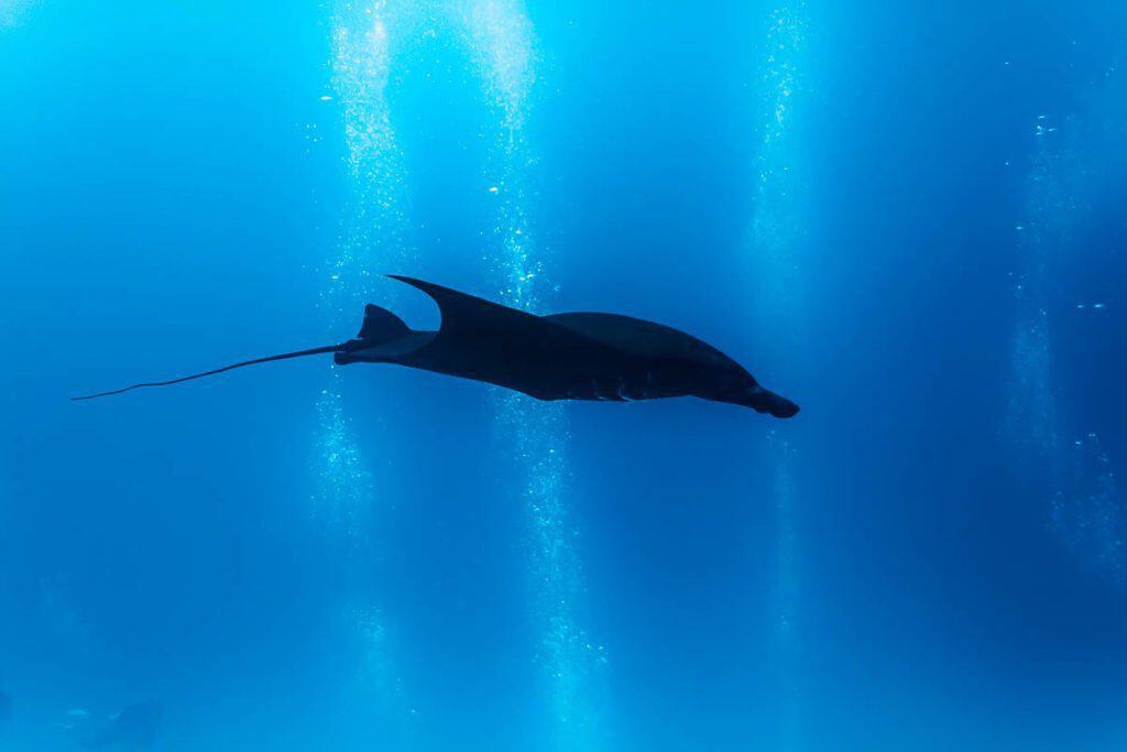 nurkowanie na palau filmowa relacja