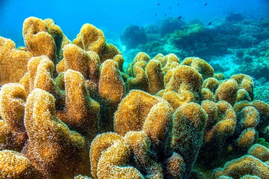 nurkowanie na filipinach