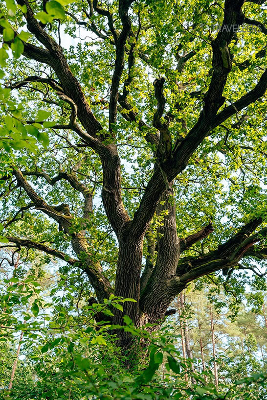 Ein schöner Baum