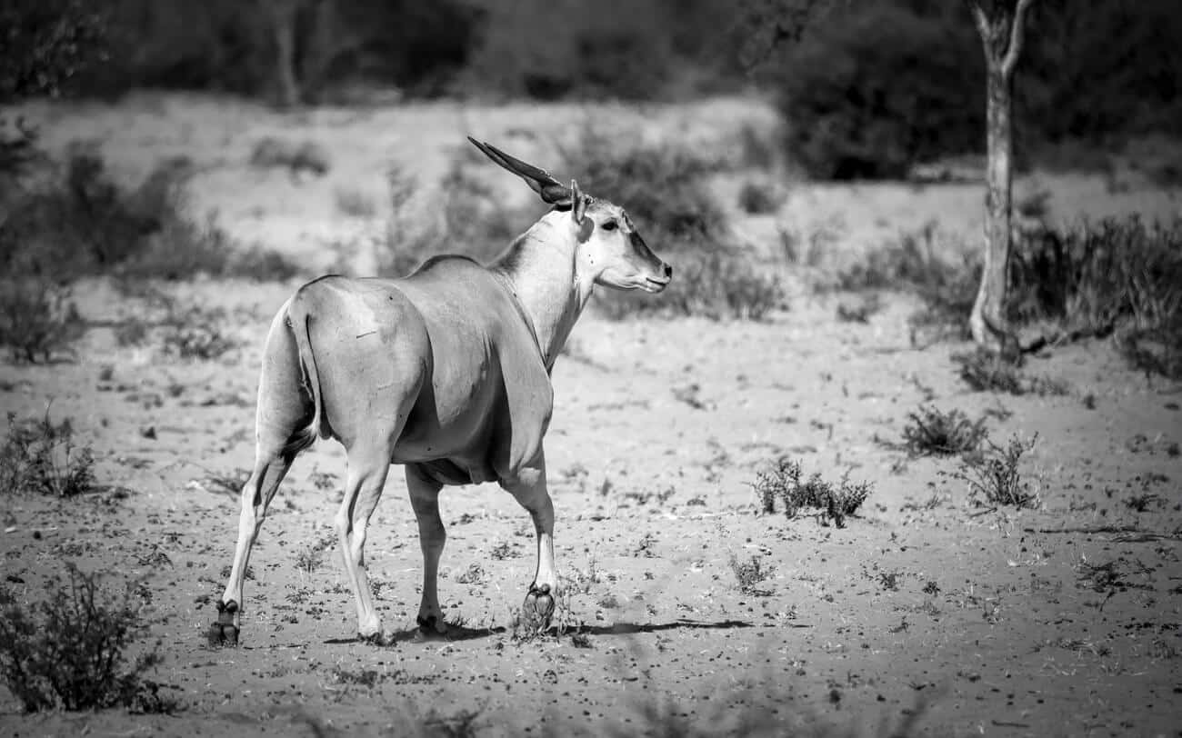 eland-walking-savanna-khamab An African antelope that's the size of a moose walking through its natural habitat in southern Africa's Khamab Kalahari reserve.