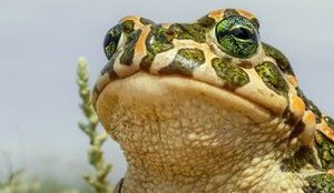 Biodiversity Prize for the Economy 2026