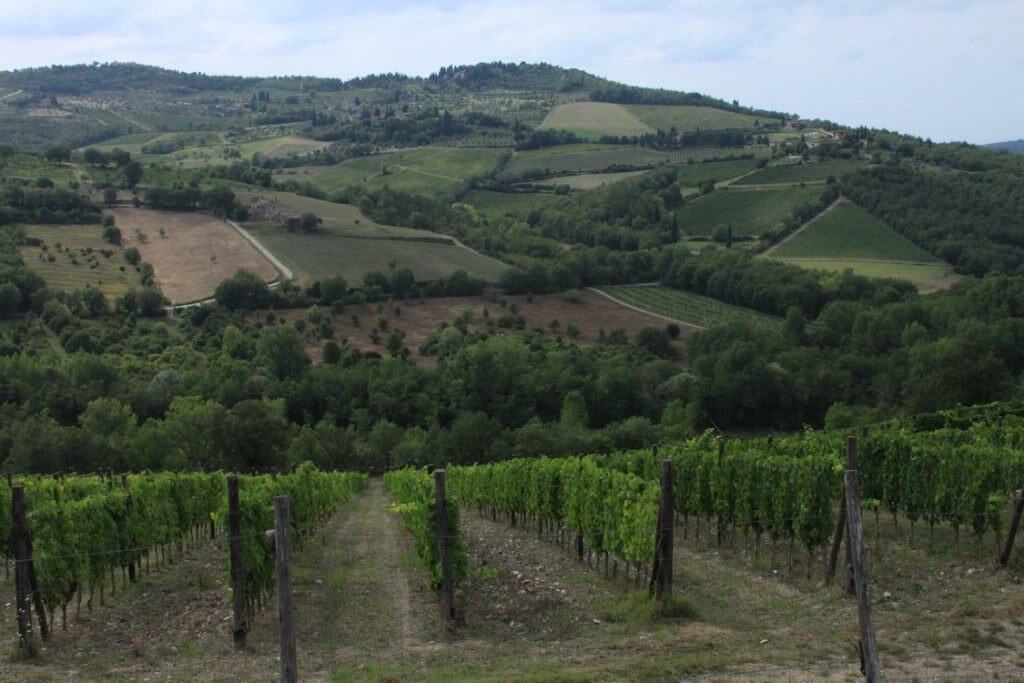 winnice w toskani