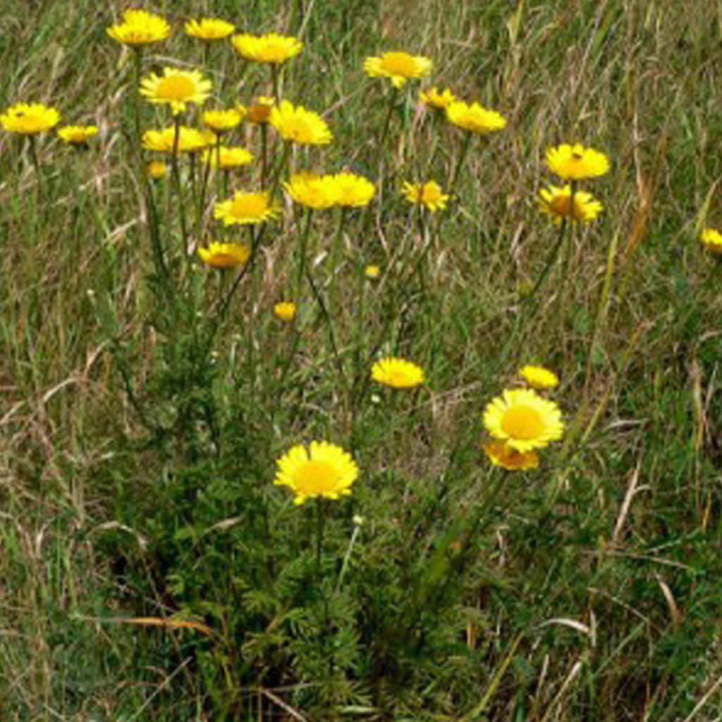 Anthemis tinctoria / Färber-Hundskamille