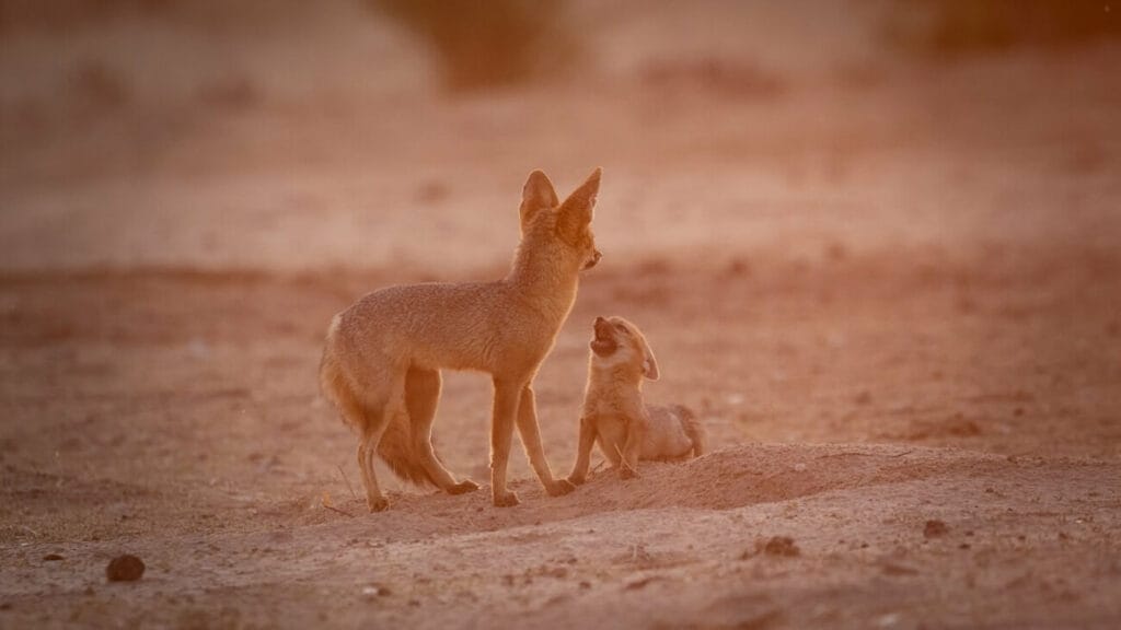 image-1 Cape fox pup begging for food from its mother, Kalahari