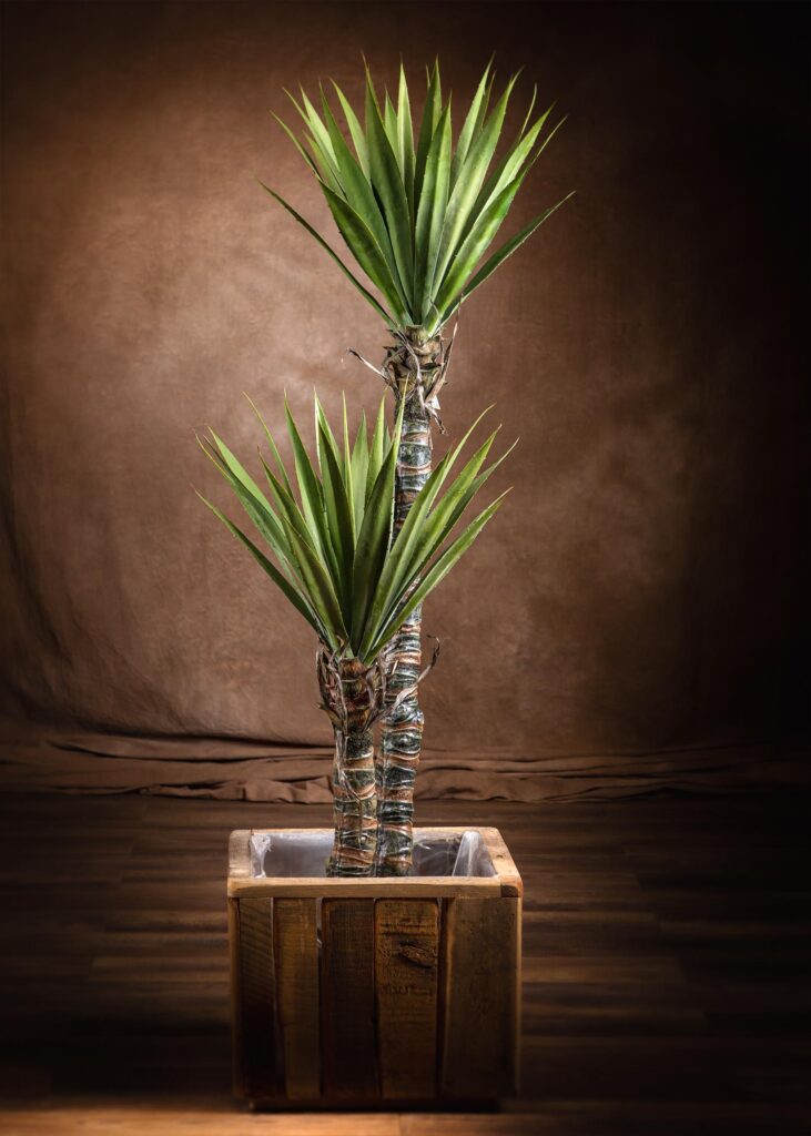 Immagine di piante di yucca in vaso artificiali per interni