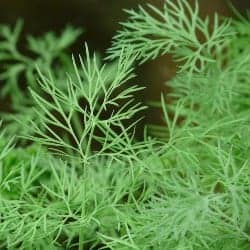 marar dill aneth aneto eneldo Dill gokid legume ordonate alfabetic