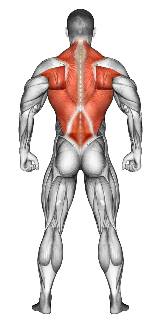 Anatomie Rücken Muskelgruppen passende Übungen