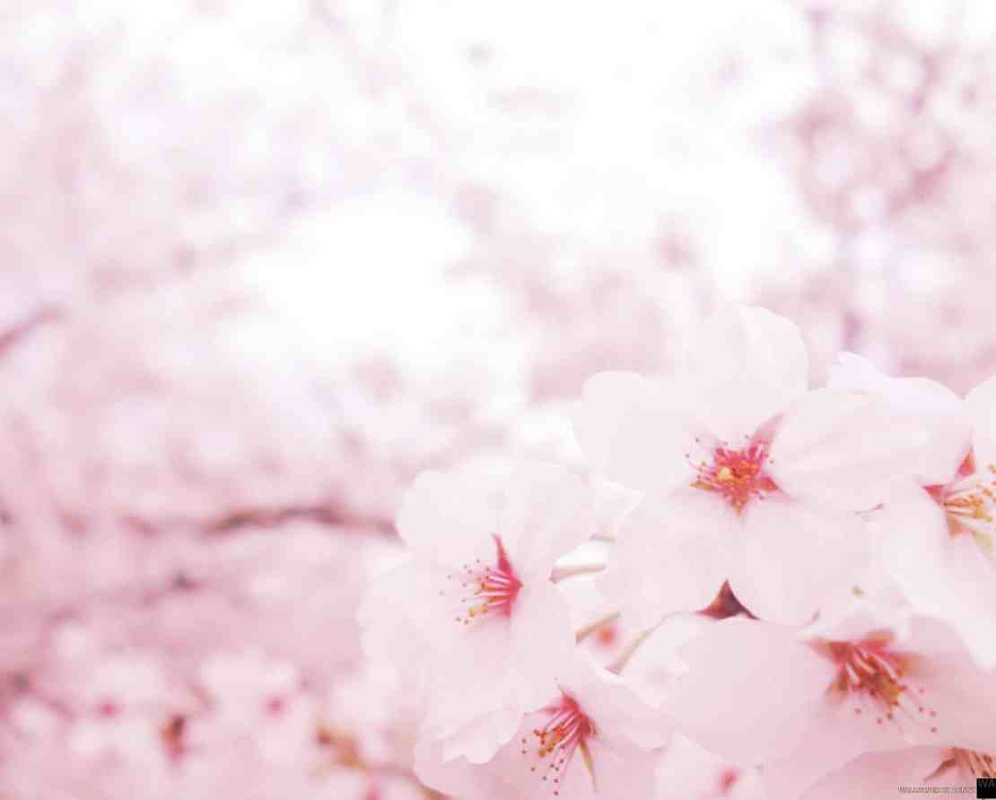 Pink Sakura