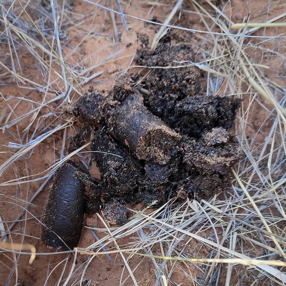 Close-up of fresh pangolin scat on Kalahari ground, Pangolin Monitoring
